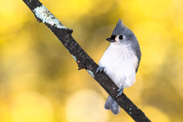 istock Tufted Titmouse Perched on an Autumn Branch 1217237207