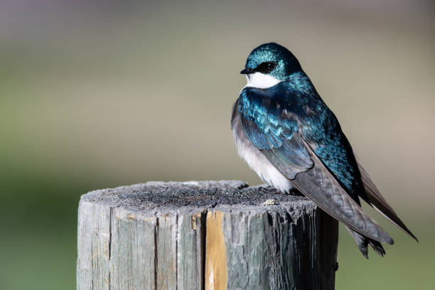 istock Tree Swallow Perched on an Old Weathered Wooden Fence Post 1217237213