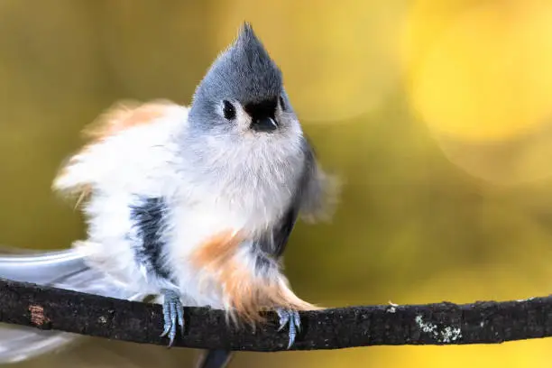 Fluffed Tufted Titmouse Perched on an Autumn Branch