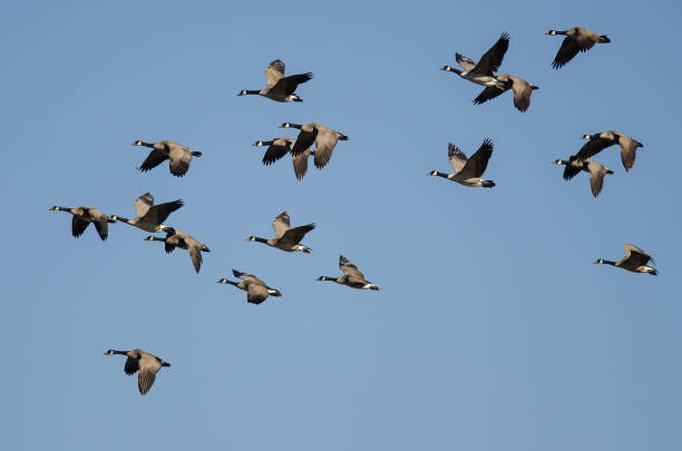 istock Flock of Canada Geese Flying in a Blue Sky 1217237319