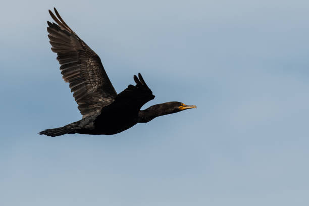 istock Double-Crested Cormorant Flying in a Blue Sky 1217237324