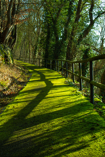 Footpath covered with bright green moss and a wooden fence casting shadow on a sunny day