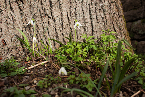 Close up of Snowdrops standing in front of a tree, Galanthus nivalis