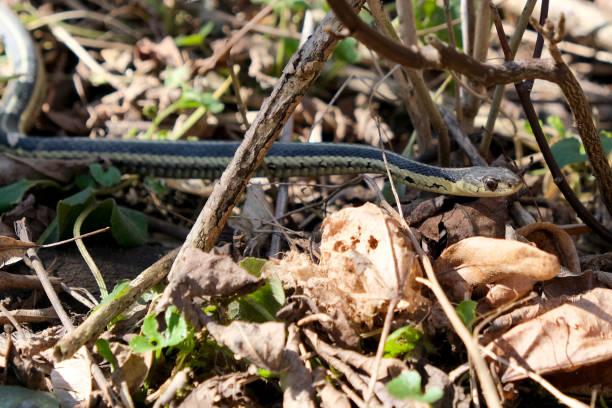 istock Ribbon Snake on the park 1217238983