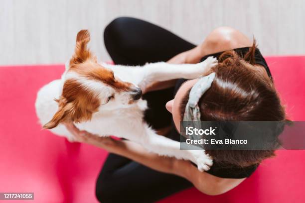 cute small jack russell dog lying on a yoga mat at home with her owner  woman. Healthy lifestyle indoors - a Royalty Free Stock Photo from Photocase