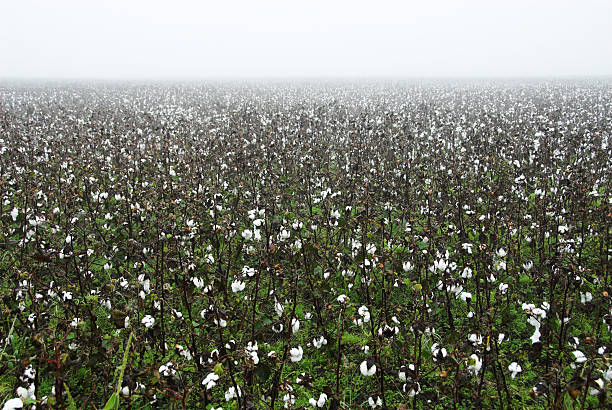 istock Cotton Crops in Fog 121724159