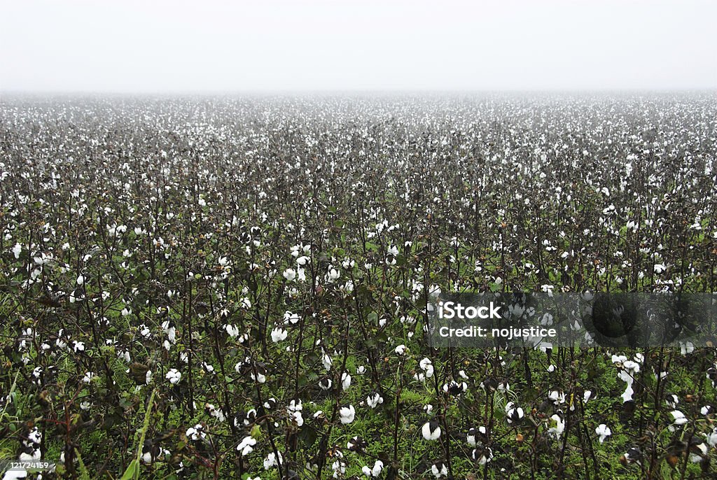 Algodão culturas em neblina - Foto de stock de Algodão - Malvaceae royalty-free
