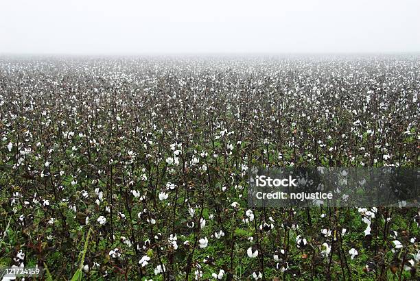 Foto de Algodão Culturas Em Neblina e mais fotos de stock de Algodão - Malvaceae - Algodão - Malvaceae, Algodão - Material Têxtil, Branco