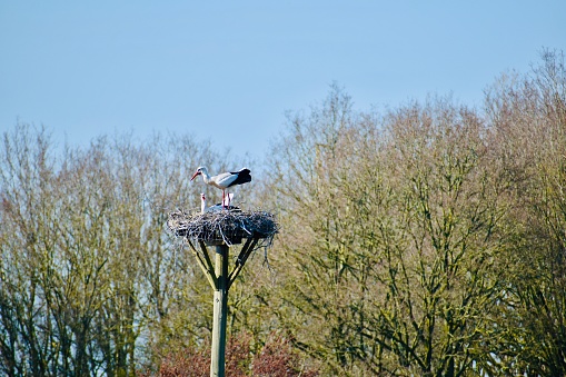 Stork, white stork, nest, blue sky, trees