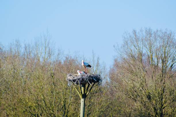 istock Stork on its nest with a blue sky 1217242264