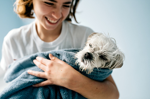 12 year old girl bathing a Maltese Dog