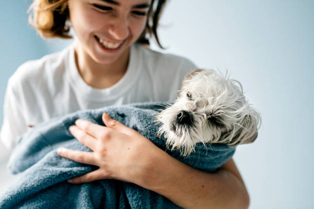 Dog Bath 12 year old girl bathing a Maltese Dog lap dog photos stock pictures, royalty-free photos & images