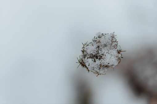 Snow covered, dried cow parsley on a white bokeh background.
