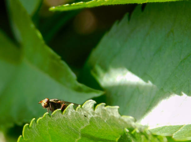 istock macro view of a fly perched on green leaves 1217242861