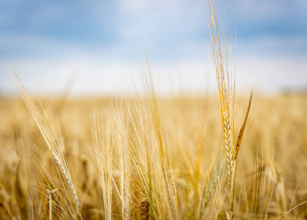 istock Rye in the field before harvesting, England 1217245137