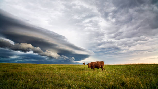 vacas en un campo con nubes de tormenta - arcus cloud fotografías e imágenes de stock