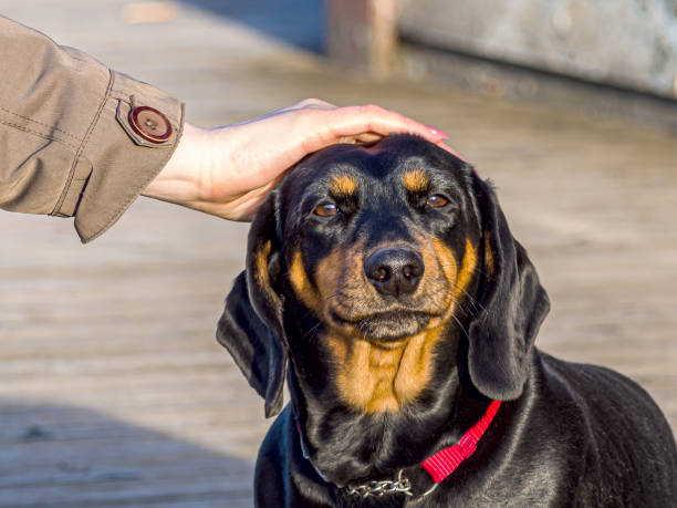 istock cute puppy dachshund 1217248262