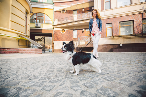 Theme walk with pet. Caucasian young woman and chihuahua dog on a leash in two of a european old house. dog chihuahua with her owner. theme is the friendship of man and animal.