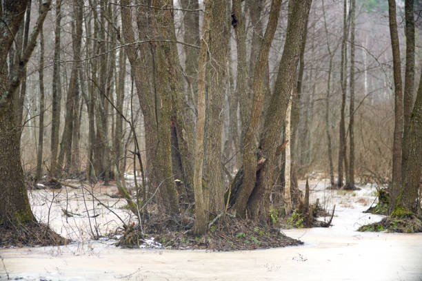 istock Swamp in the winter forest. 1217249518