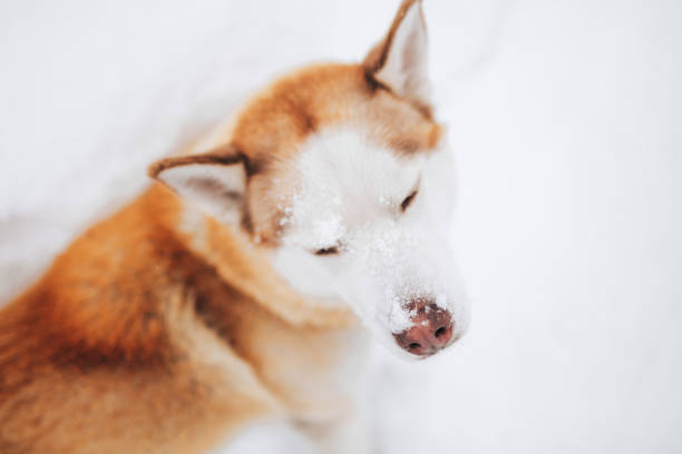 Closeup of a pet husky dog lying on snow outdoors
