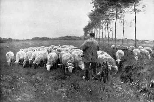 Shepherd with Flock (originally entitled Sheep in Pasture) by Anthonij Rudolf Mauve (circa 19th century). Vintage etching circa late 19th century.