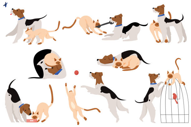 Cute touchable moments friendship pets character set flat cartoon vector illustration isolated on white background. Funny pair of taled friends together play with ball and ribbon, sleep, eating