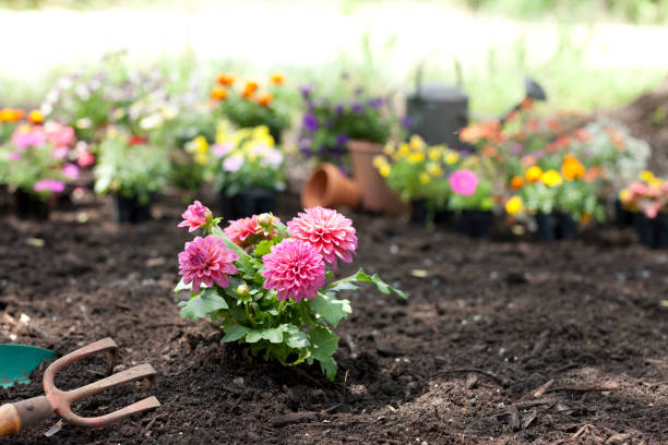 istock Dahlia Flowers in the Garden 1217252014