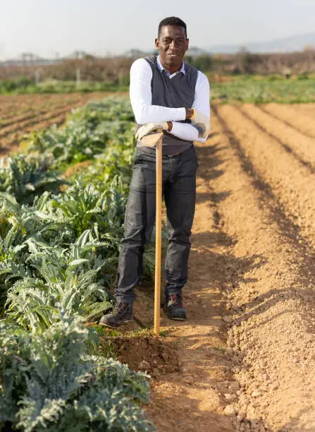 Photo of Smiling male with hoe next to artichoke plants