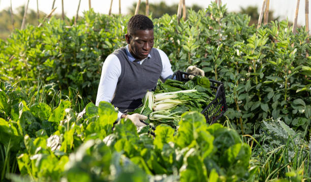 istock Male harvesting chard plants 1217253068