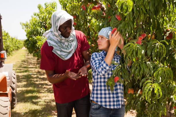 istock Two gardeners picking ripe peaches 1217253088