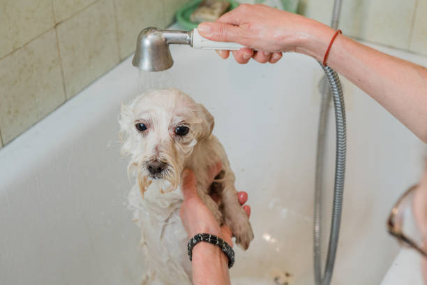 istock Pet Care Covid 19 Prevention 1217253229
