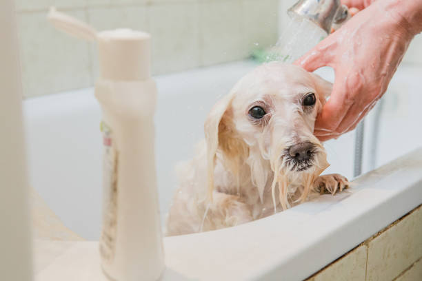 istock Pet Care Covid 19 Prevention 1217253376