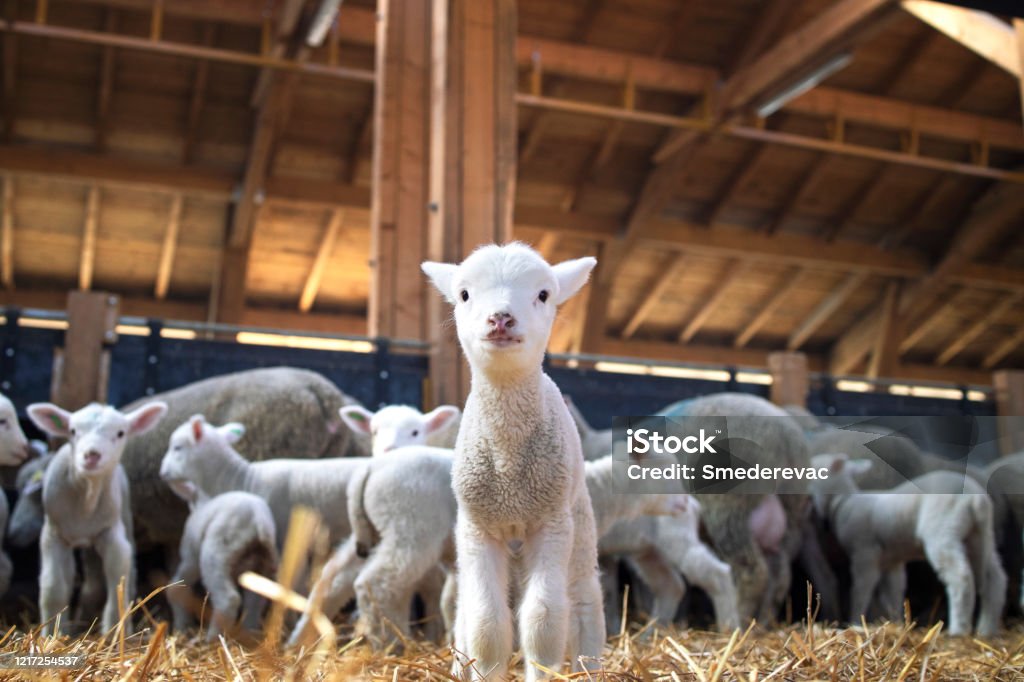 Portrait of lovely lamb staring at the camera in sheep pen. In background flock of sheep eating food in cattle farm. Portrait of lovely lamb staring at the camera in cattle barn. In background flock of sheep eating food. Lamb - Animal Stock Photo