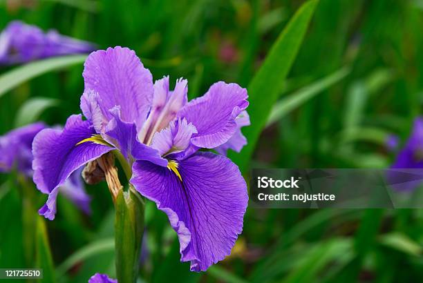 Photo libre de droit de Caesar Frère banque d'images et plus d'images libres de droit de Iris - Plante - Iris - Plante, Capitule, Couleur verte