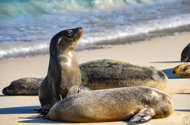 Photo of Galápagos sea lion (Zalophus wollebaeki), a species that exclusively breeds on the Galápagos Islands, on Isla Sante Fe.