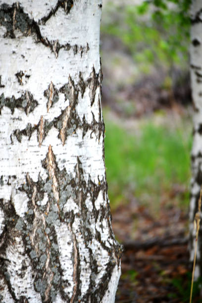istock The first spring greens in a birch grove. 1217255855