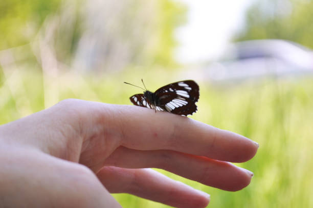 istock A black butterfly sits on a female hand. Close-up. Blurred background. 1217255879