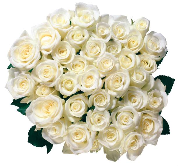 istock bouquet of white roses isolated on a white background 1217256685