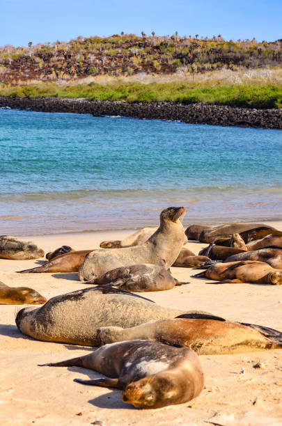 leone marino delle galápagos (zalophus wollebaeki), una specie che nidifica esclusivamente sulle isole galápagos, sull'isla sante fe. - isabella island foto e immagini stock