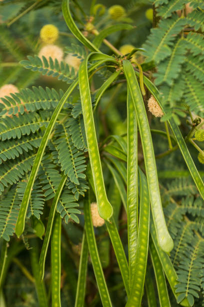 istock Leucaena leucocephala with flowers and beans close-up 1217256951