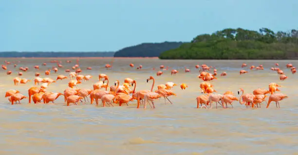 A large flock of American Flamingo (Phoenicopterus ruber) with mangrove forest, Celestun Biosphere Reserve, Yucatan Peninsula, Mexico.