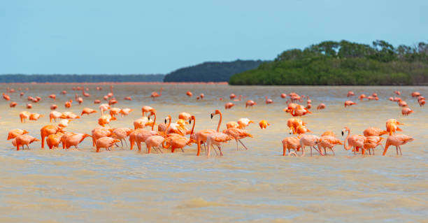 американский фламинго, селестун, мексика - campeche стоковые фото и изображения