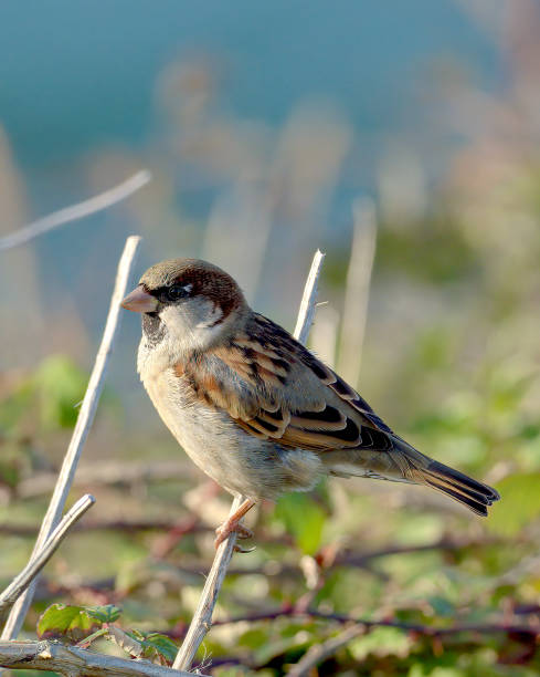 een mannelijke huismus zitstokken onder kust blackberry struiken - house sparrow stockfoto's en -beelden