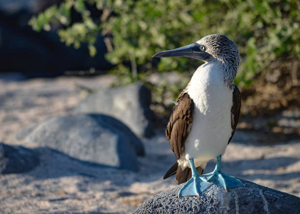 istock Blue-Footed Booby (Sula nebouxii) on the Galapagos Islands, Ecuador 1217257982