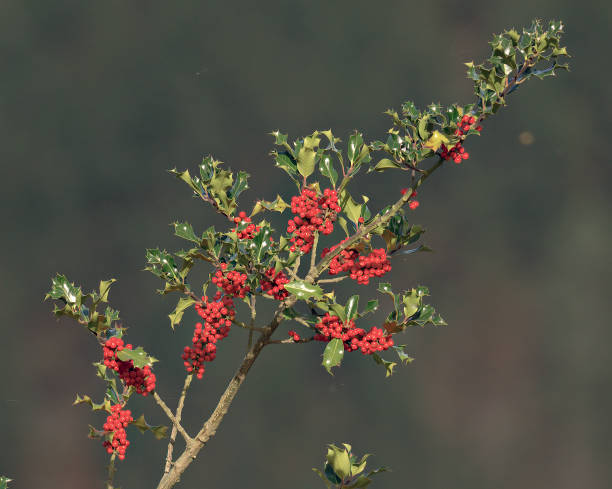 秋花楸浆果ashberry 欧洲花楸库存照片 Freeimages