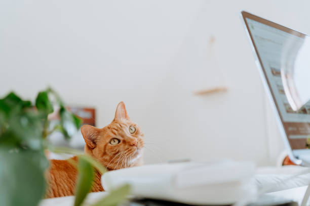 istock Working at Home during COVID-19 1217258898