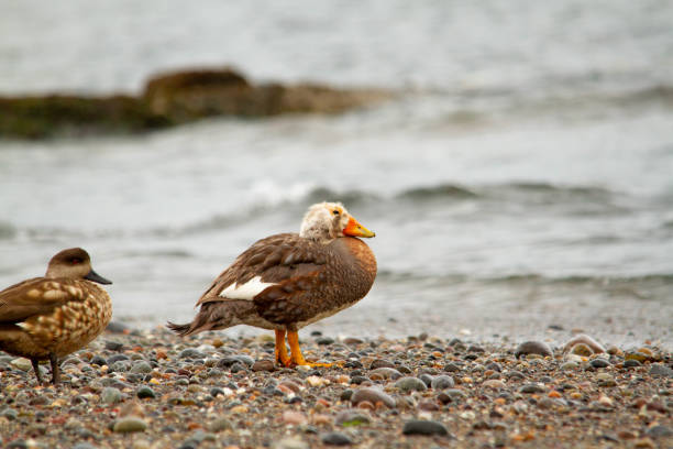 istock Flying steamer duck on the Patagonian coast 1217259268