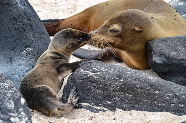 A Sea Lion mother with her cub on a beach in the Galapagos Islands, Ecuador Galápagos sea lion (Zalophus wollebaeki), a species that exclusively breeds on the Galápagos Islands, on Isla Sante Fe. isla san salvador stock pictures, royalty-free photos & images