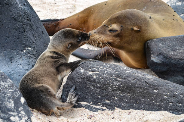 galapagos adaları, ekvador bir plajda yavrusu ile bir deniz aslanı anne - denizaslanıgiller stok fotoğraflar ve resimler