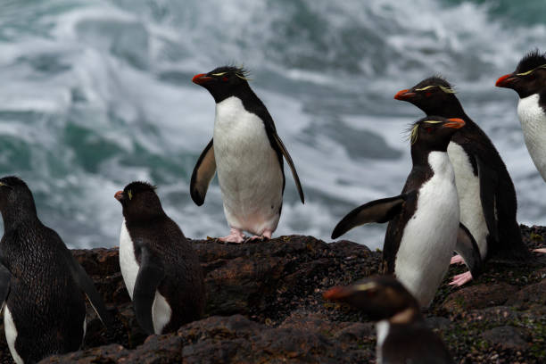 pinguino rockhopper di ritorno dal mare - sphenisciformes foto e immagini stock